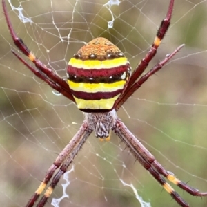 Argiope keyserlingi at Tallong, NSW - 29 Mar 2023