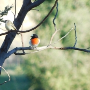 Petroica boodang at Symonston, ACT - 31 May 2024 02:55 PM