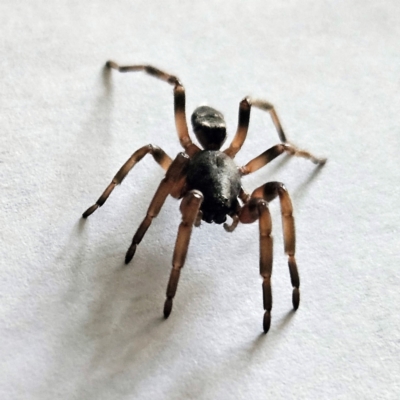 Lampona sp. (genus) (White-tailed spider) at Hawker, ACT - 31 May 2024 by sangio7