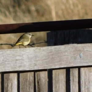 Acanthiza chrysorrhoa at Symonston, ACT - 31 May 2024