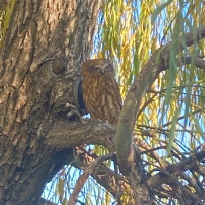 Ninox boobook (Southern Boobook) at Commonwealth & Kings Parks - 31 May 2024 by SilkeSma