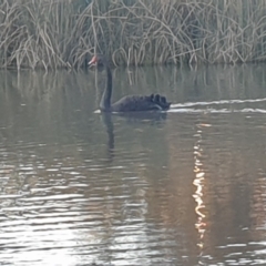 Cygnus atratus at Watson Green Space - 31 May 2024 04:20 PM