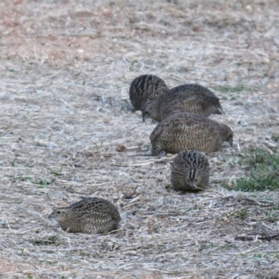 Synoicus ypsilophorus (Brown Quail) at Jerrabomberra Wetlands - 29 May 2024 by davidcunninghamwildlife