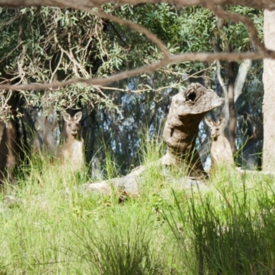 Macropus giganteus (Eastern Grey Kangaroo) at Collarenebri, NSW - 25 May 2024 by MB