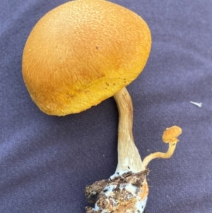 Gymnopilus sp. at Bungonia National Park - 24 Apr 2023 04:26 PM