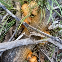 Gymnopilus sp. at Bungonia National Park - 24 Apr 2023 04:26 PM