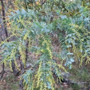 Acacia baileyana at Isaacs Ridge and Nearby - 31 May 2024 04:42 PM