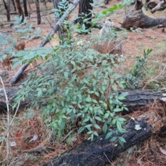 Nandina domestica (Sacred Bamboo) at Isaacs Ridge - 31 May 2024 by Mike