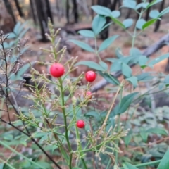 Nandina domestica at Isaacs Ridge and Nearby - 31 May 2024 04:33 PM