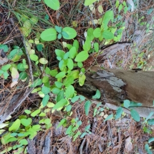 Lonicera japonica at Isaacs Ridge and Nearby - 31 May 2024