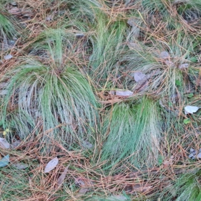 Nassella trichotoma (Serrated Tussock) at Isaacs Ridge and Nearby - 31 May 2024 by Mike