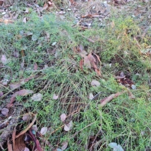 Clematis leptophylla at Isaacs Ridge and Nearby - 31 May 2024