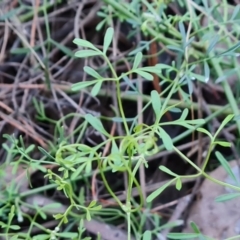 Clematis leptophylla at Isaacs Ridge and Nearby - 31 May 2024