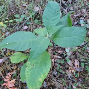 Solanum mauritianum at Isaacs Ridge and Nearby - 31 May 2024