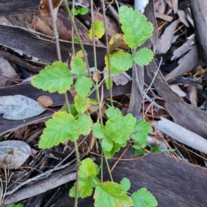 Rubus parvifolius at Isaacs Ridge and Nearby - 31 May 2024 03:57 PM