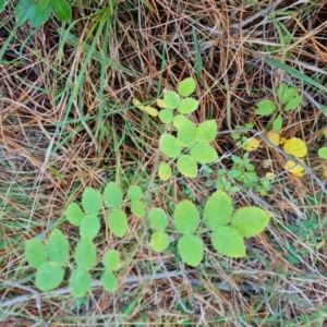 Rosa sp. at Isaacs Ridge and Nearby - 31 May 2024 03:49 PM