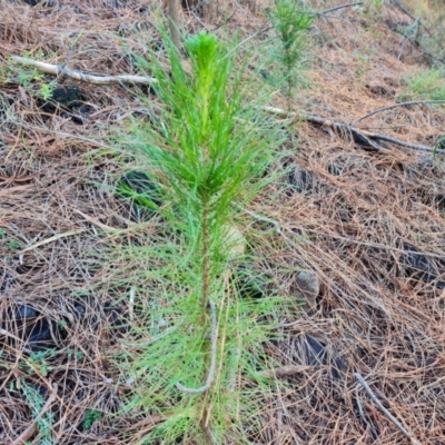 Pinus radiata (Monterey or Radiata Pine) at Isaacs Ridge and Nearby - 31 May 2024 by Mike