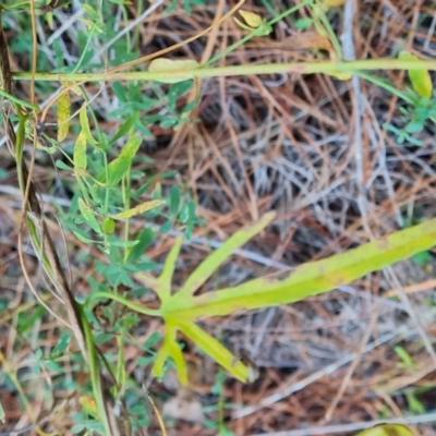 Convolvulus angustissimus subsp. angustissimus (Australian Bindweed) at Isaacs Ridge and Nearby - 31 May 2024 by Mike