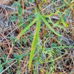 Convolvulus angustissimus subsp. angustissimus at Isaacs Ridge and Nearby - 31 May 2024