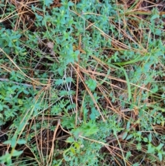 Acaena sp. (A Sheep's Burr) at Isaacs Ridge and Nearby - 31 May 2024 by Mike