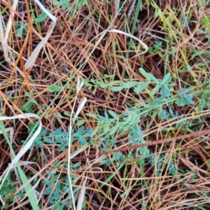 Hypericum perforatum at Isaacs Ridge and Nearby - 31 May 2024 03:42 PM