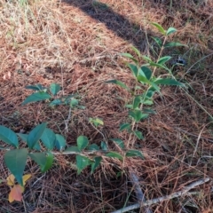 Ligustrum lucidum (Large-leaved Privet) at Isaacs Ridge and Nearby - 31 May 2024 by Mike