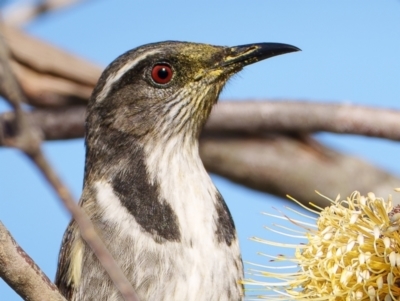 Phylidonyris pyrrhopterus (Crescent Honeyeater) at Tidbinbilla Nature Reserve - 29 May 2024 by Bigfish69