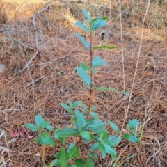 Viburnum tinus (Laurustinus) at Isaacs Ridge and Nearby - 31 May 2024 by Mike