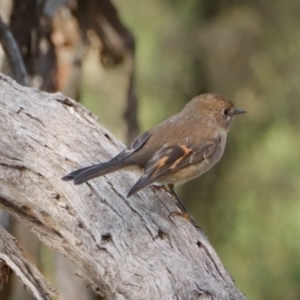 Petroica rodinogaster at The Pinnacle - 30 May 2024