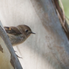 Petroica rodinogaster at The Pinnacle - 30 May 2024