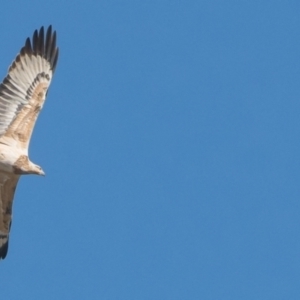 Haliaeetus leucogaster at Kambah Pool - 29 May 2024 12:41 PM