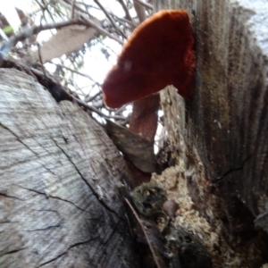 Trametes coccinea at Sth Tablelands Ecosystem Park - 30 May 2024