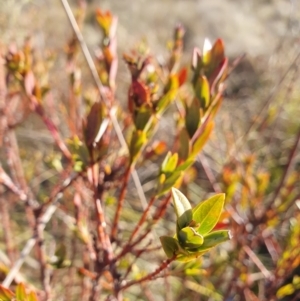 Pimelea bracteata at Brindabella, NSW - suppressed