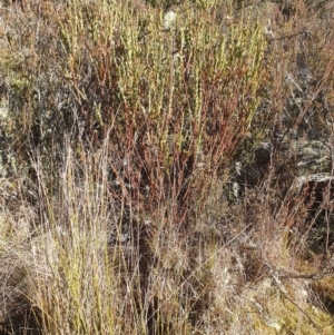 Pimelea bracteata at Brindabella, NSW - suppressed