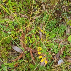 Acaena echinata at Mulligans Flat - 31 May 2024