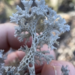 Cladia corallaizon at Bungonia National Park - 10 May 2023 by AJB