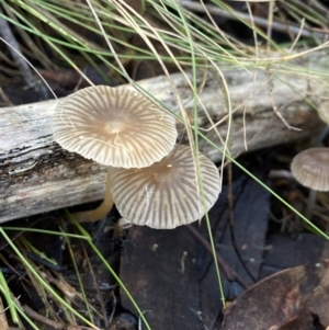 zz agaric (stem; gills white/cream) at Bango Nature Reserve - 5 May 2023 02:06 PM