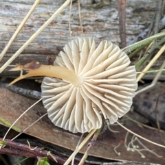 zz agaric (stem; gills white/cream) at Bango Nature Reserve - 5 May 2023 02:06 PM