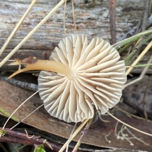 zz agaric (stem; gills white/cream) at Bango Nature Reserve - 5 May 2023 02:06 PM