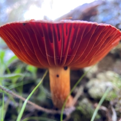 Dermocybe sp. (Dermocybe) at Cuumbeun Nature Reserve - 22 May 2023 by AJB