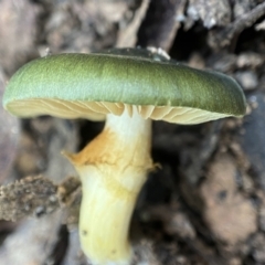 Cortinarius austrovenetus (Green Skinhead) at Namadgi National Park - 4 Jun 2023 by AJB