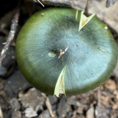 Cortinarius austrovenetus at Namadgi National Park - suppressed