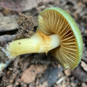 Cortinarius austrovenetus at Namadgi National Park - suppressed