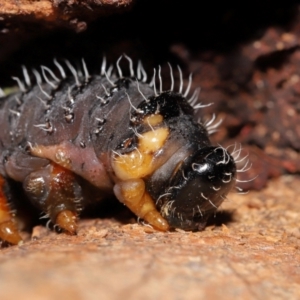 Perginae sp. (subfamily) at Sth Tablelands Ecosystem Park - 29 May 2024