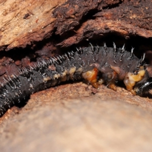 Perginae sp. (subfamily) at Sth Tablelands Ecosystem Park - 29 May 2024