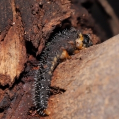 Perginae sp. (subfamily) at Sth Tablelands Ecosystem Park - 29 May 2024