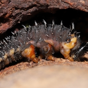 Perginae sp. (subfamily) at Sth Tablelands Ecosystem Park - 29 May 2024