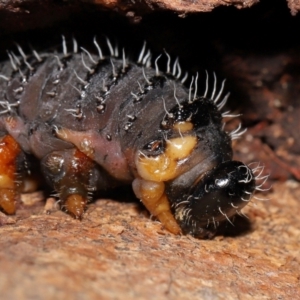 Perginae sp. (subfamily) at Sth Tablelands Ecosystem Park - 29 May 2024 01:22 PM