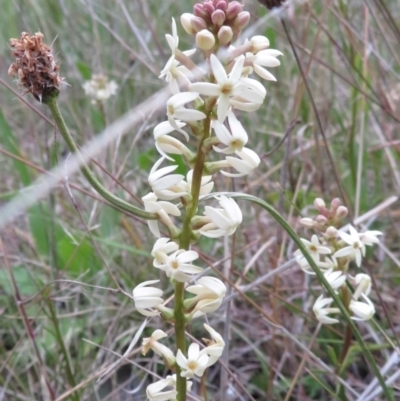 Stackhousia monogyna (Creamy Candles) at Callum Brae - 3 Oct 2021 by RobParnell