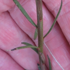 Stackhousia monogyna at Callum Brae - 3 Oct 2021 06:40 PM